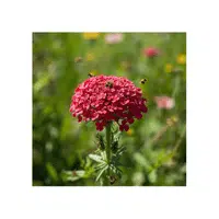 Red Yarrow | Red Flowers Names in English