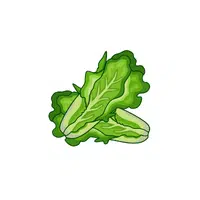 Romaine Lettuce
