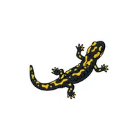 Salamander