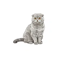Scottish Fold