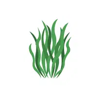 Seaweed | Low Sugar Vegetables Names in English