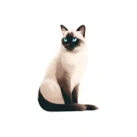 Siamese Cat | Pet Animals Names in English
