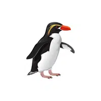 Snares | Types of Penguins Names in English