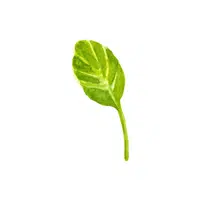 Sorrel | Low Sugar Vegetables Names in English