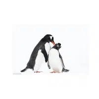 South Georgia | Types of Penguins Names in English