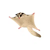 Sugar Glider