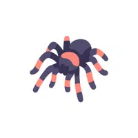 Tarantula | Pet Animals Names in English