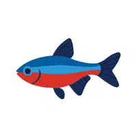 Tetra Fish