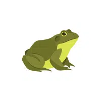 Toad | Forest Animals Names in English
