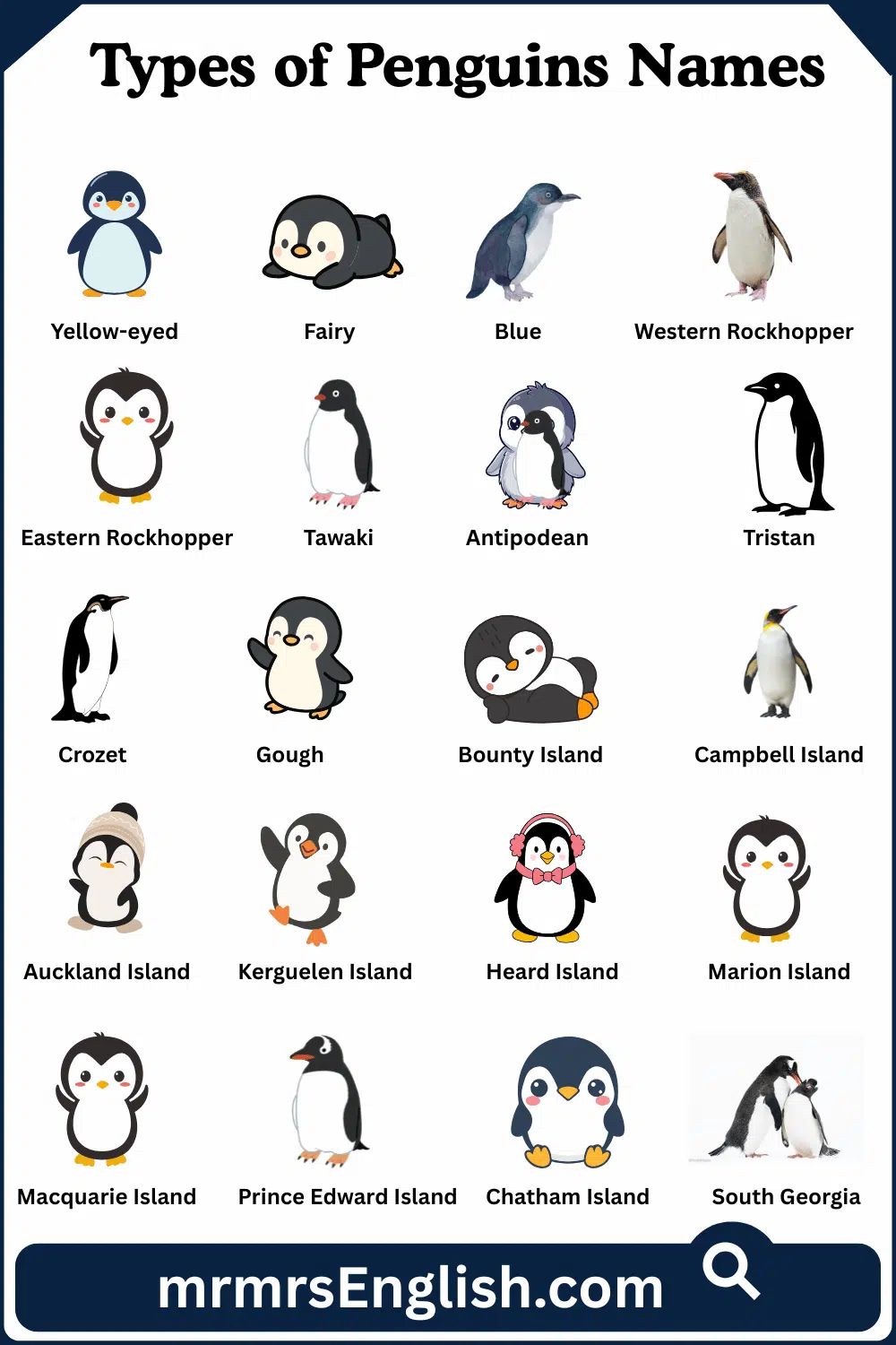 Types of Penguins Names and Pictures