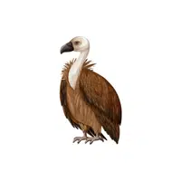 Vulture | Forest Animals Names in English