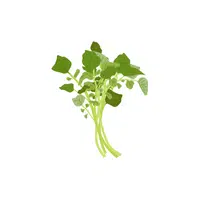 Watercress