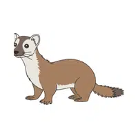 Weasel | Forest Animals Names in English