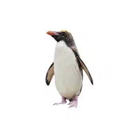 Western Rockhopper