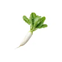 White Radish