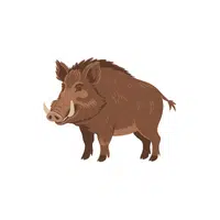 Wild Boar