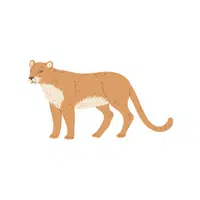 Wild Cat