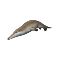 Ambulocetus