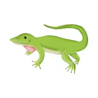 Anole | Small Animals Names