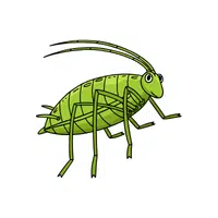 Aphid | Small Animals Names