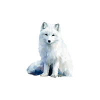 Arctic Fox