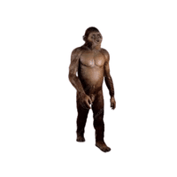 Australopithecus