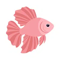 Betta