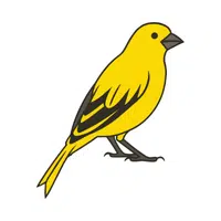 Canary | Small Animals Names