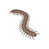 Centipede | Small Animals Names