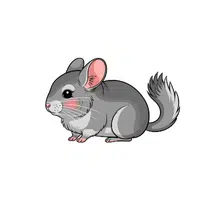 Chinchilla | Small Animals Names