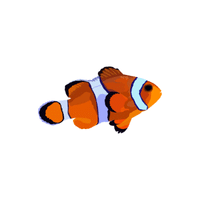 Clownfish