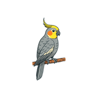 Cockatiel