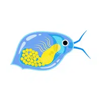 Daphnia
