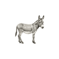 Donkey