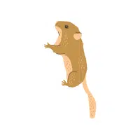 Dormouse | Small Animals Names