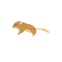 Dormouse