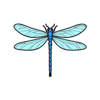 Dragonfly | Small Animals Names