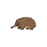 Echidna | Cute Animals Names