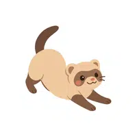 Ferret | Small Animals Names