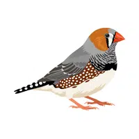 Finch | Small Animals Names