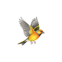 Finch | Cute Animals Names