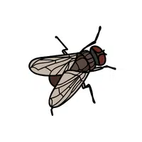 Fly | Small Animals Names