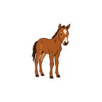 Foal | Cute Animals Names