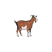 Gecko | Cute Animals Names