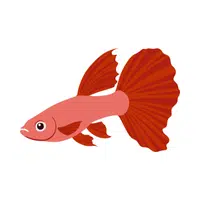 Guppy