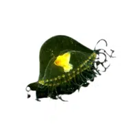 Hydroid