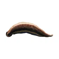 Leech | Small Animals Names