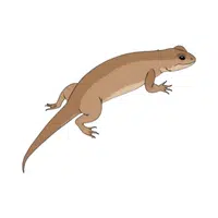 Lizard | Small Animals Names
