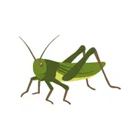 Locust | Small Animals Names
