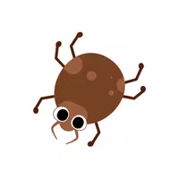 Louse